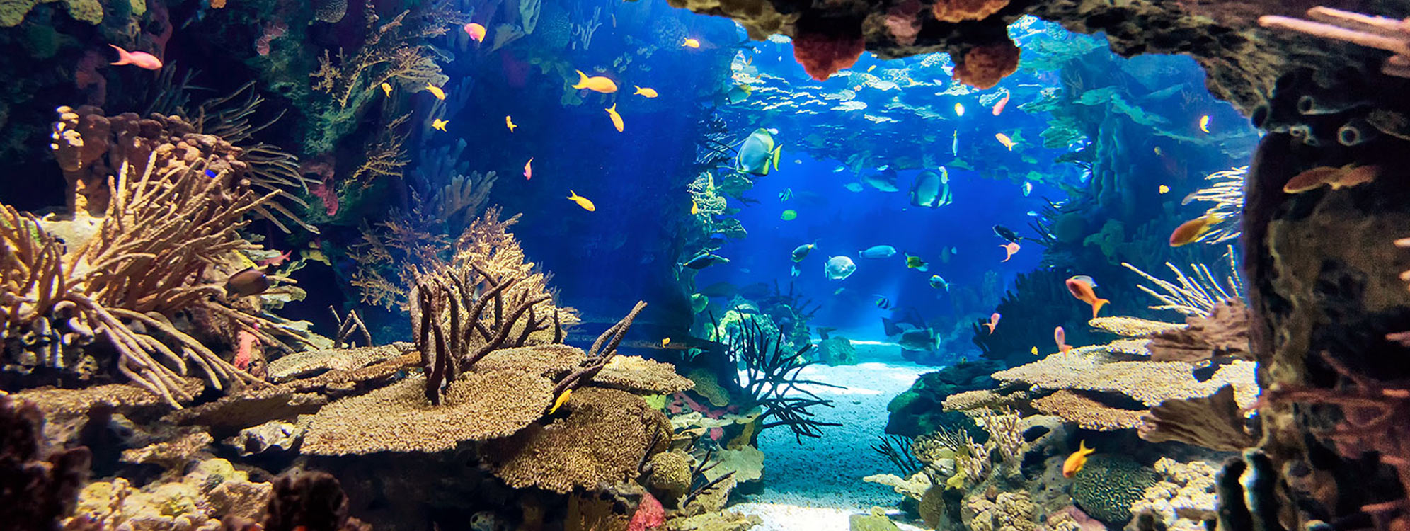 Sólo Entrada al Acuario