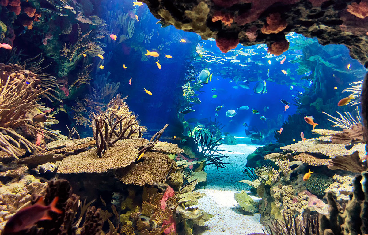 Sólo Entrada al Acuario