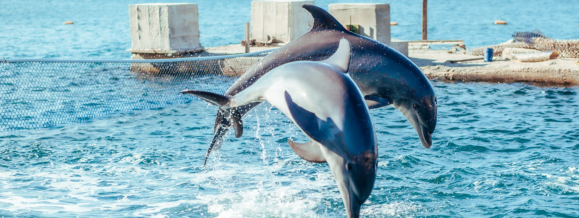 Tour Playa Blanca Con Almuerzo + Acuario