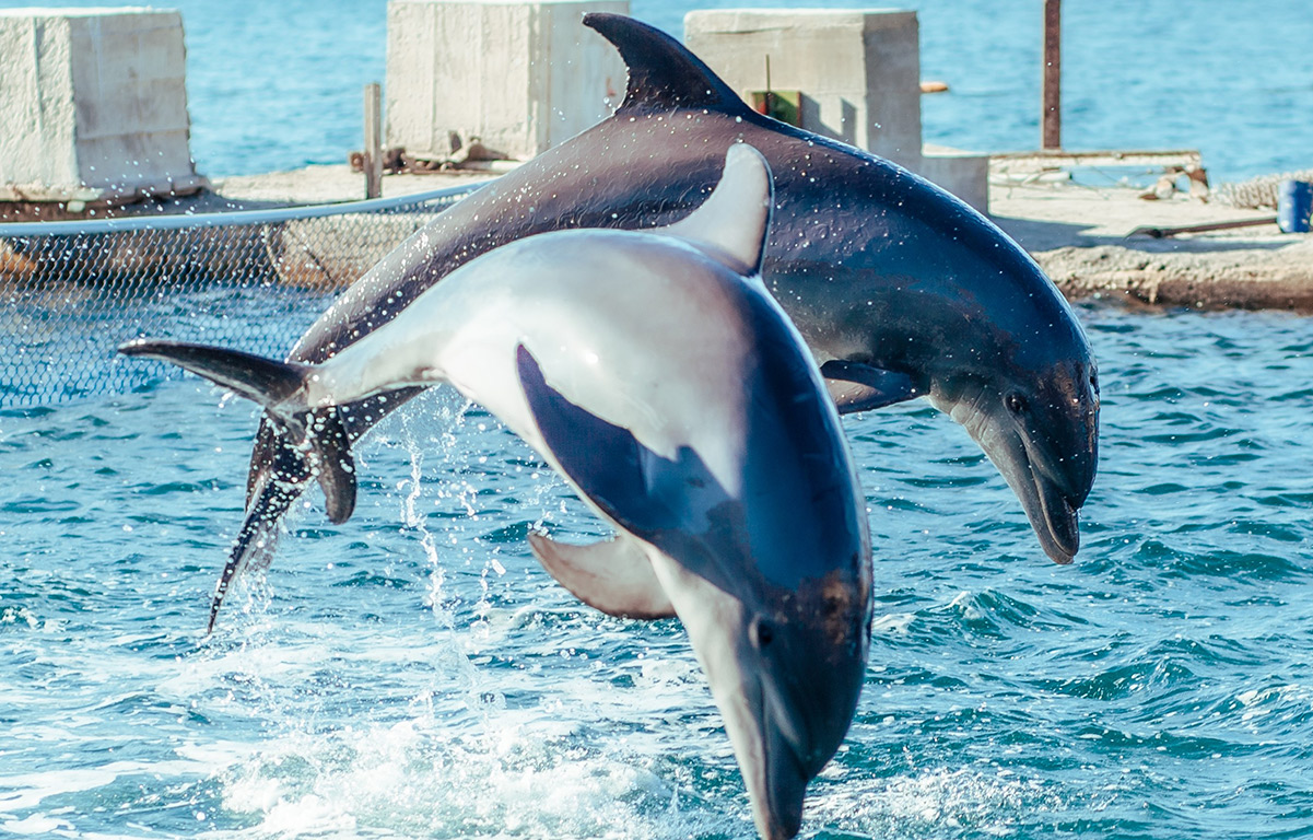Tour Playa Blanca Con Almuerzo + Acuario